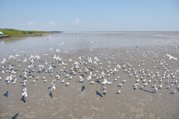 Seagull eating a fish snack on the beach at Bangpu Recreation Center, Samut Prakan, Thailand