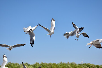 The seagulls on air above the sea water surface view horizon at Samutprakan, Thailand