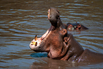 hippopotamus in water