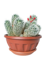 Mammillaria cactus isolated