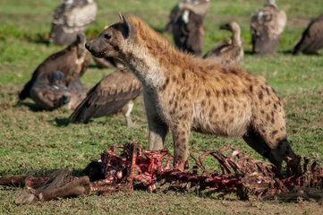Fotobehang Hyena hyena in the savannah  © Zoomtraveller