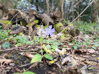 Obraz premium mushrooms in the forest