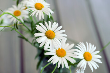 Obraz premium daisies bouquette on the table