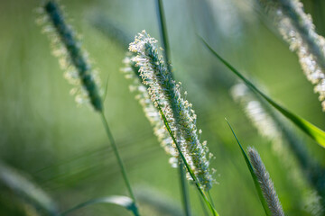 flowering grass in the detail - pollen allergy danger