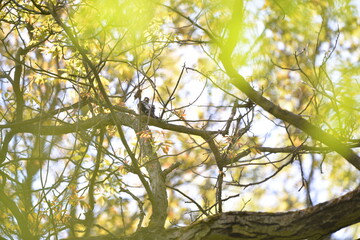 woodpecker in the forest