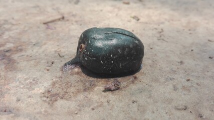 indian blackberry or jamun
