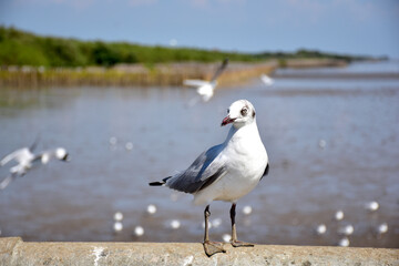 Seagull portrait against sea shore. Close up view of bird seagull sitting on the edge of the bridge at Bangpu Recreation Center, Samut Prakan, Thailand