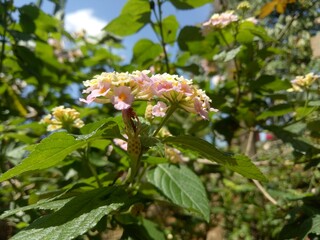 pink and white flower