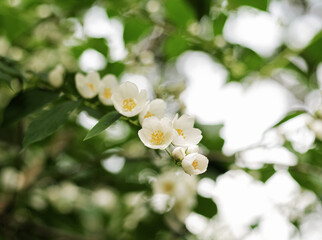 sweet mock orange, English dogwood, white flowers