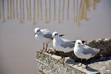 Seagull portrait against sea shore. Close up view of bird seagull sitting on the edge of the bridge at Bangpu Recreation Center, Samut Prakan, Thailand