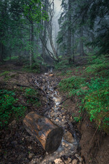 foggy day in the forest