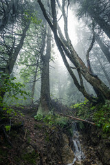 misty morning in the forest