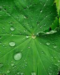 green leaf with water drops