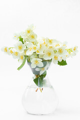 Bouquet of jasmine in a glass vase on a white background.