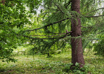 Obraz premium green american larch in the forest