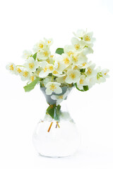 Bouquet of jasmine in a glass vase on a white background.