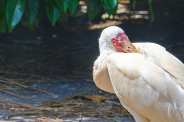 Obraz premium Head shot of a African spoonbill, bird itches on its back, standing in the sun