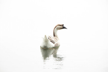 White goose floating on a white background