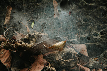 Dry leaves in the cobwebs