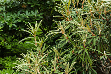 green leaves of hippophae rhamnoides or sea-buckthorn