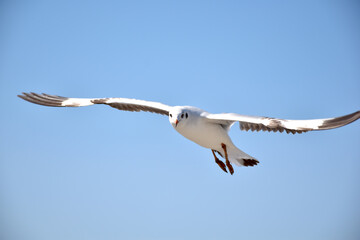 The seagulls on air above the sea water surface view horizon at Samutprakan, Thailand