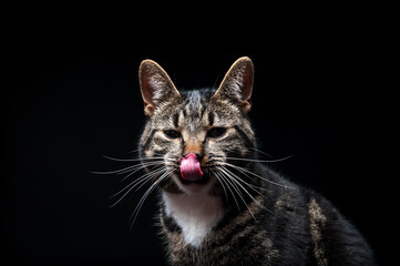 Thoroughbred adult cat, photographed in the Studio on a black background. Close-up portrait.