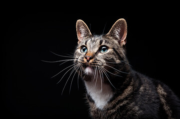 Thoroughbred adult cat, photographed in the Studio on a black background. Close-up portrait.
