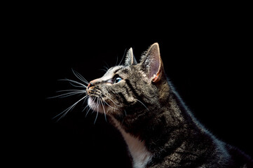 Thoroughbred adult cat, photographed in the Studio on a black background. Close-up portrait.