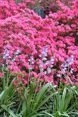 Azal&eacute;e et jacinthe des bois