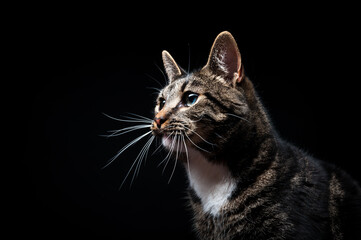 Thoroughbred adult cat, photographed in the Studio on a black background. Close-up portrait.
