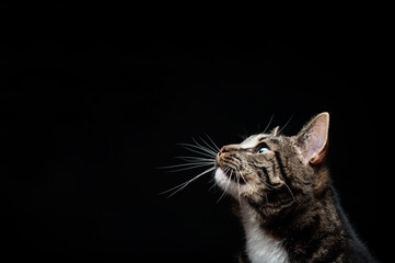 Thoroughbred adult cat, photographed in the Studio on a black background. Close-up portrait.
