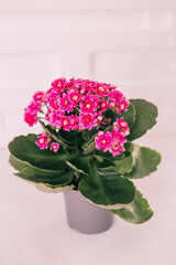 bouquet of pink flowers