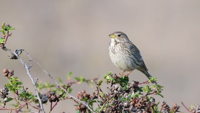 Corn Bunting (Miliaria calandra) Singing bird in spring