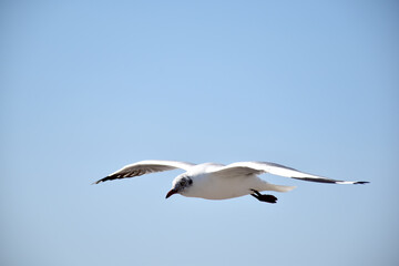 The seagulls on air above the sea water surface view horizon at Samutprakan, Thailand