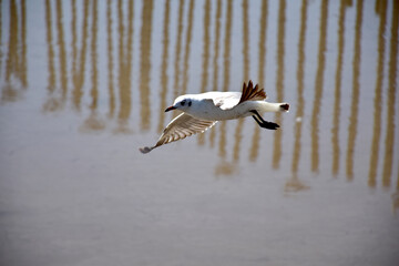 Seagulls flying among blue sky and flying over the sea at Bangpu Recreation Center, Samutprakan, Thailand