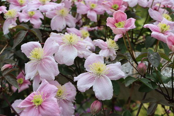 Cl&eacute;matite montana 'Mayleen'