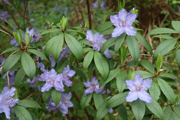 Rhododendon augustinii