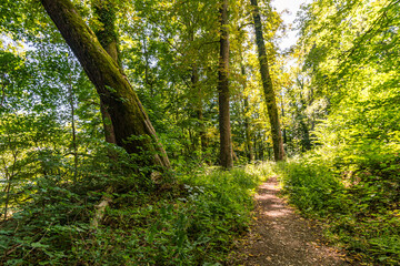 Along the panorama path in Heiligenberg