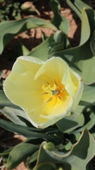 yellow lily flower