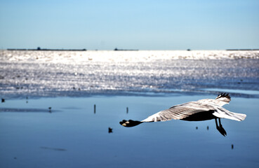 Seagulls flying among blue sky and flying over the sea at Bangpu Recreation Center, Samutprakan, Thailand