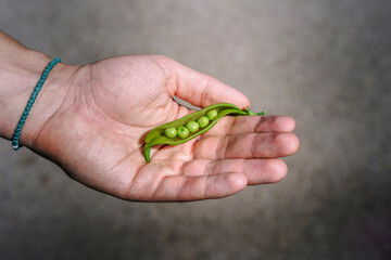 Green peas from the garden lie on your hand, the concept of fresh food and ecology