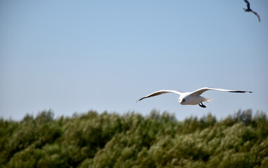 Seagulls flying among blue sky and flying over the sea at Bangpu Recreation Center, Samutprakan, Thailand