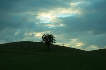 A tree stands alone in the Phoenix Park as the sun peeps through the clouds. Lonely small tree amidst darkness and drama. Illustration for loneliness, alienation and desolation - Dublin, Ireland