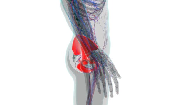 Human Skeleton Hip or Pelvic bone Anatomy For Medical Concept