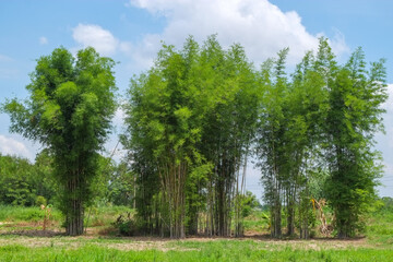 Fototapeta na wymiar Clump of green bamboo trees in the garden with blue sky.