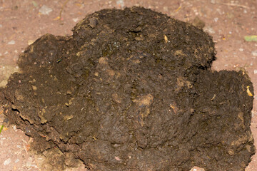 Cow dung at night