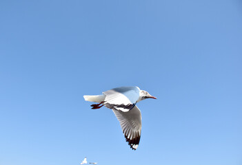 Seagulls flying among blue sky and flying over the sea at Bangpu Recreation Center, Samutprakan, Thailand