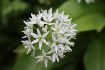 Ail des ours Allium ursinum 