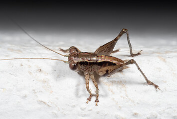Macro Photo of Brown Cricket Insect on White Floor