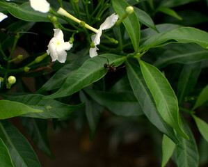 animal, ant, antenna, ants, background, beautiful, black, bloom, blossom, bug, carrying, close, close-up, closeup, concept, creature, cut-out, detail, environment, flora, floral, flower, food, force, 